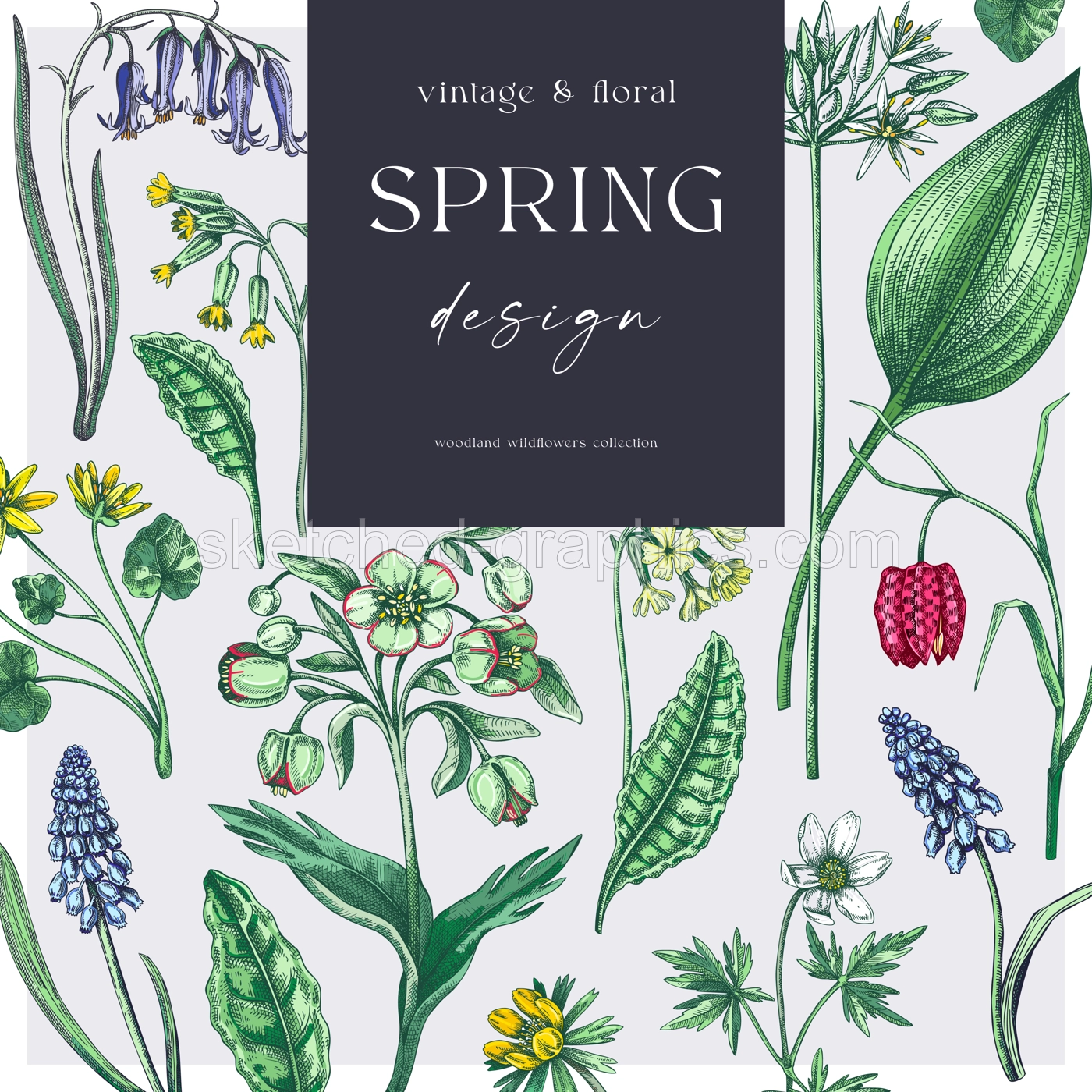 Elegant spring poster design. Wildflowers print in color. Woodland wild flower sketches. Floral background. Botanical card, invitation template . Hand drawn vector illustration, NOT AI Illustration
